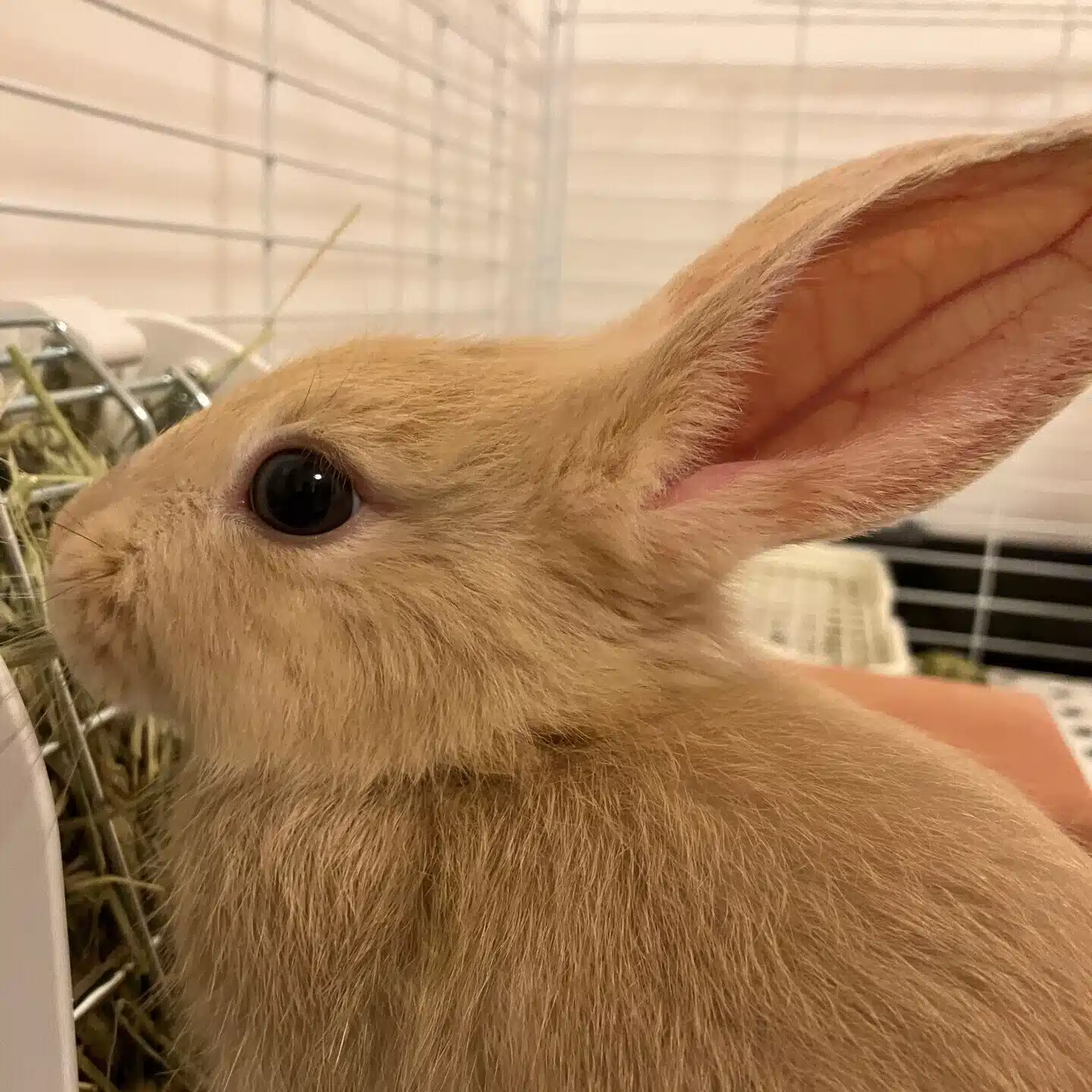 栃このみ
