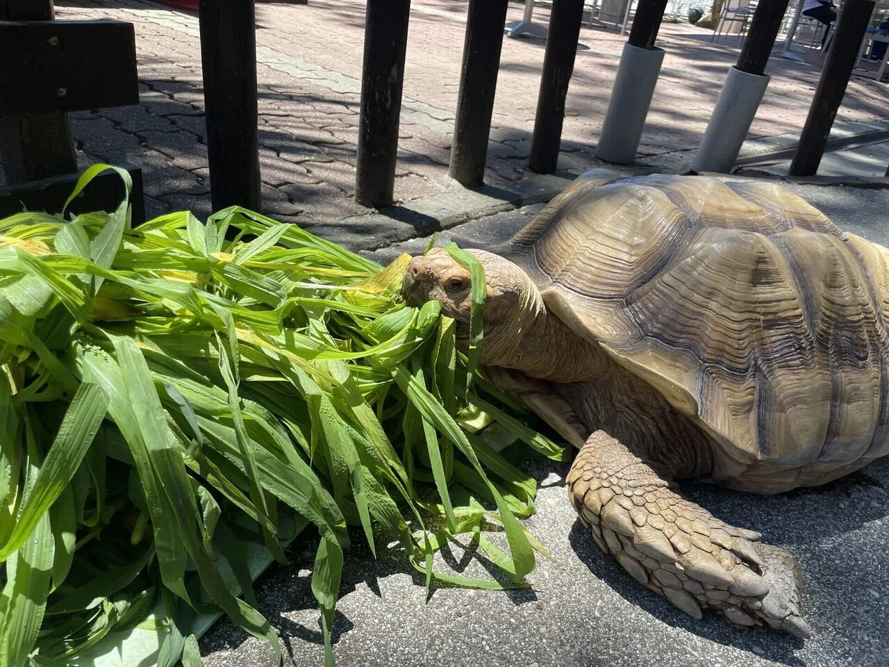 リクガメ舎で多いご質問🐢｜桂浜水族館 公式