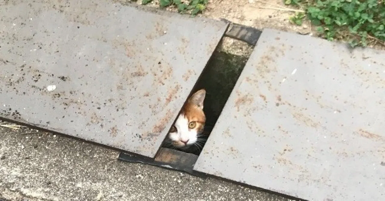 猫