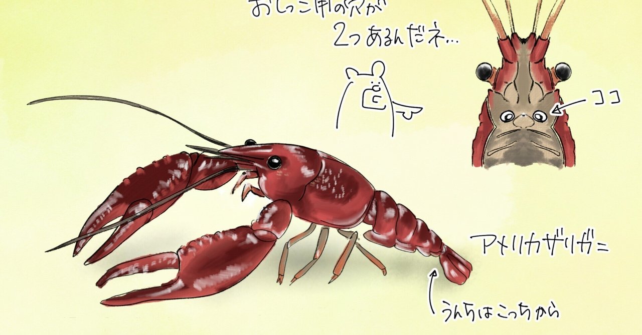 おしっこの穴の画像  ザリガニのおしっこは目の下からだじょー｜くますけ｜自然ガイド・クリエイター