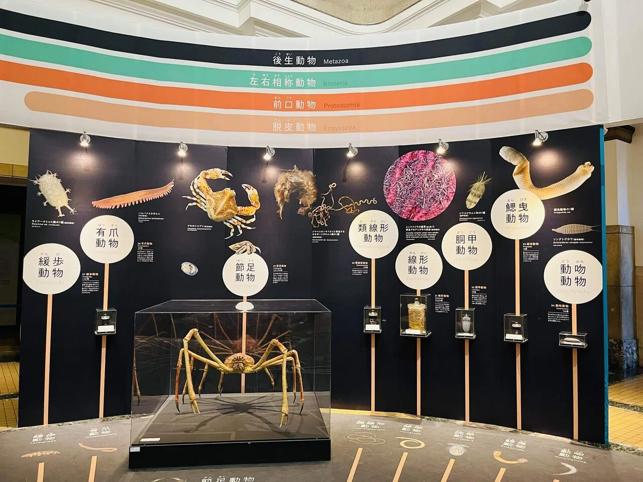 文系がゆく、企画展「知られざる海生無脊椎動物の世界」｜リルコ