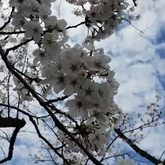 ハナコプター