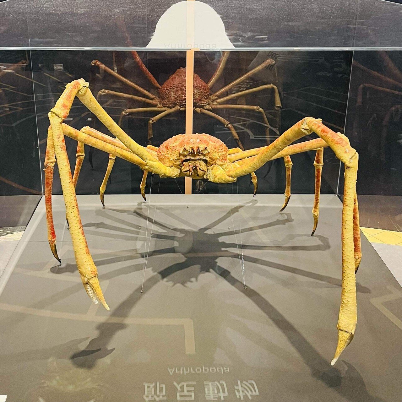 文系がゆく、企画展「知られざる海生無脊椎動物の世界」｜リルコ