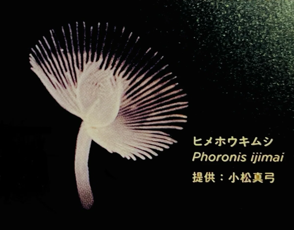 文系がゆく、企画展「知られざる海生無脊椎動物の世界」|リルコ