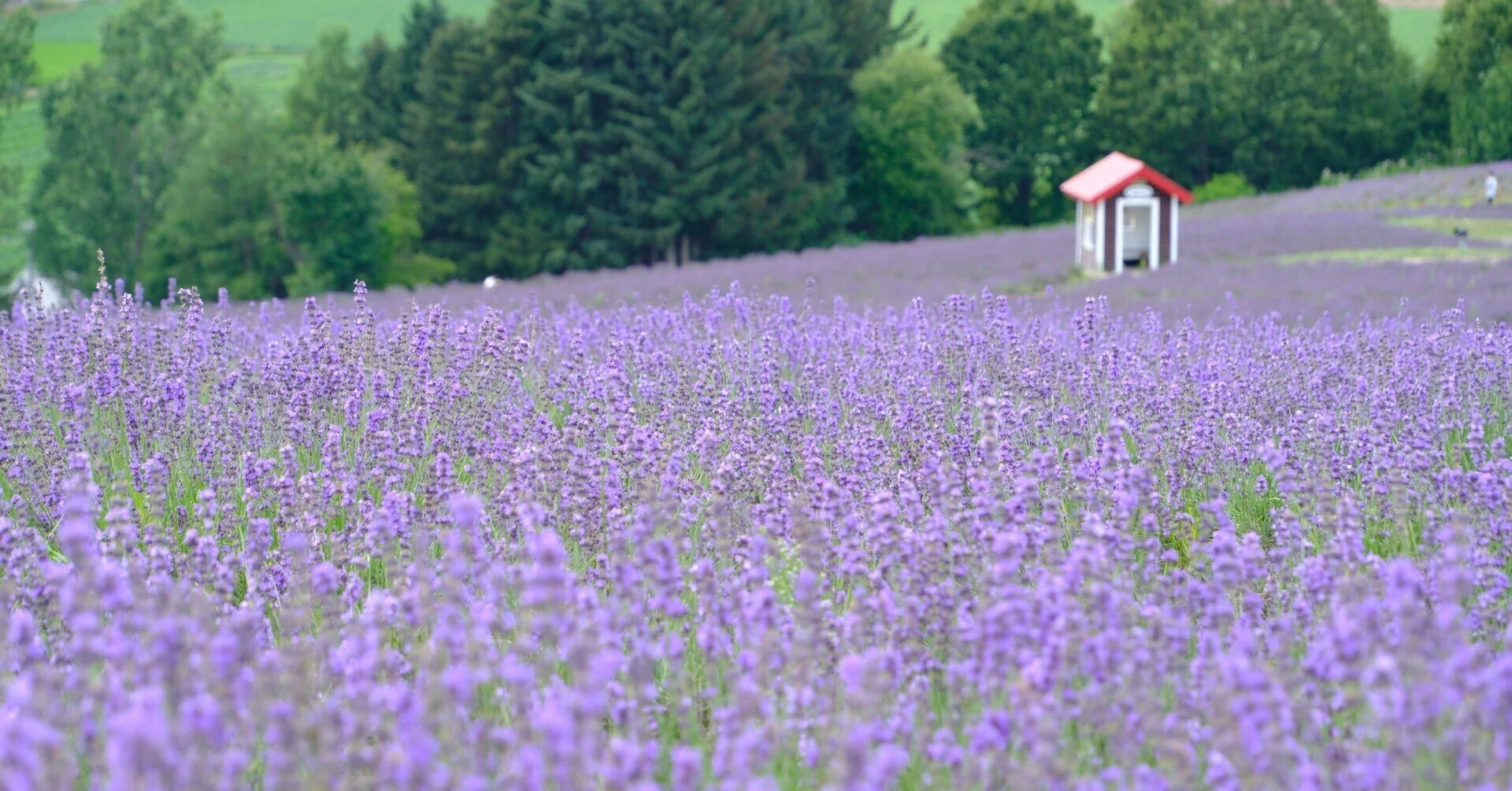 【稀少】2009年「北海道ラベンダー」・2005年「北海道オコジョ」根付セット X-T5】北海道のラベンダーは、普通のフィルムシミュレーションがよい