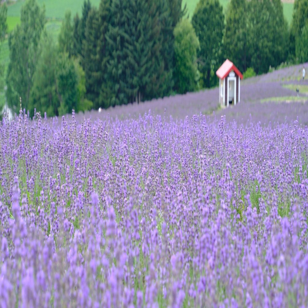 ラベンダー様 オーレンズ フレンチシャインワンデーラベンダー(OLENS French Shine