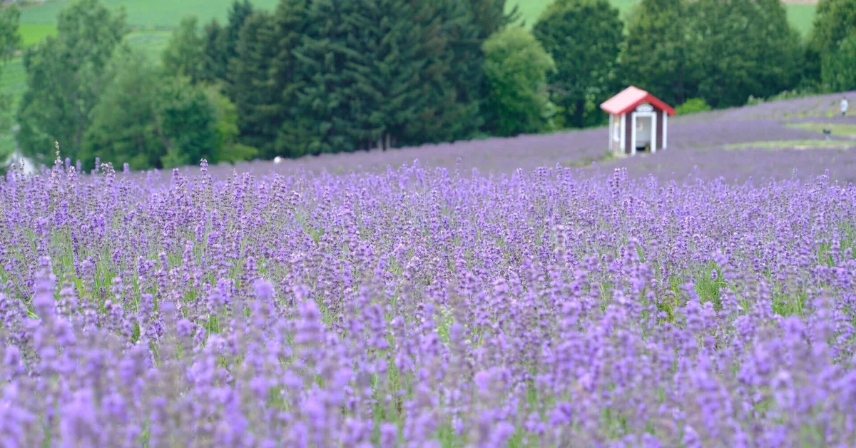 【稀少】2009年「北海道ラベンダー」・2005年「北海道オコジョ」根付セット X-T5】北海道のラベンダーは、普通のフィルムシミュレーションがよい