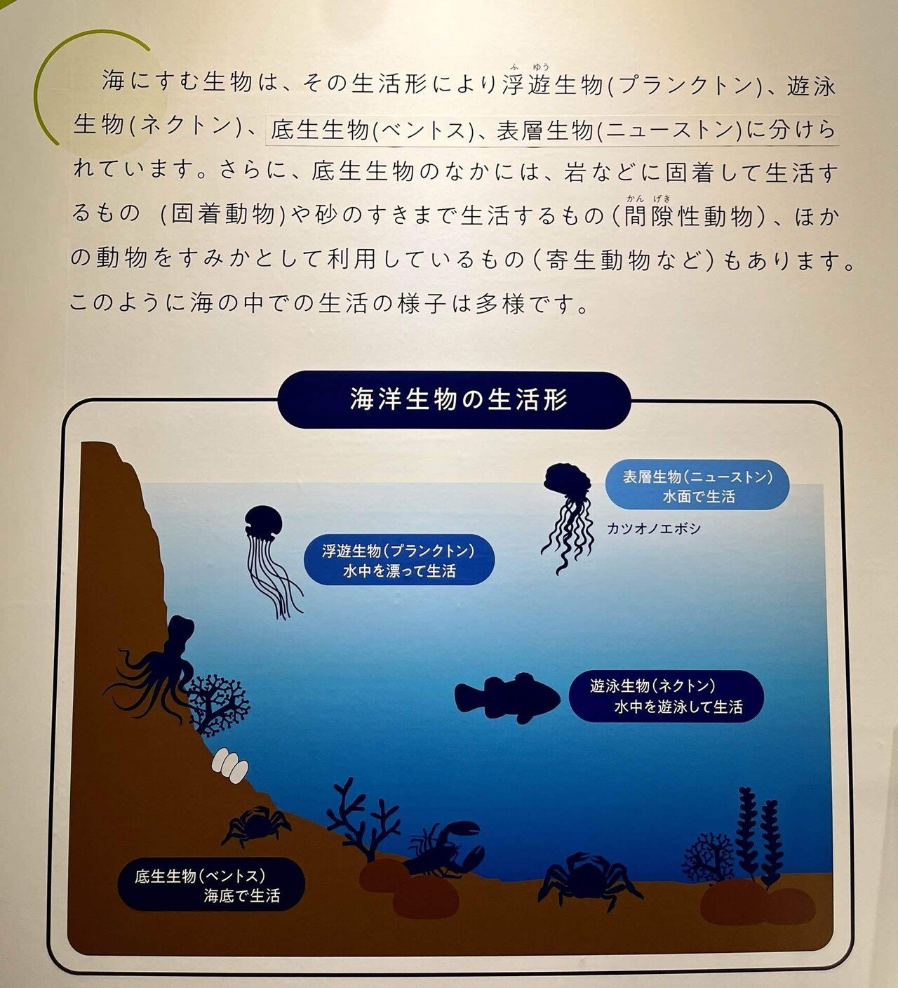 海産無脊椎動物多様性学 100年の歴史とフロンティア 海産無脊椎動物多様性学: 100年の歴史とフロンティア | 京都大学