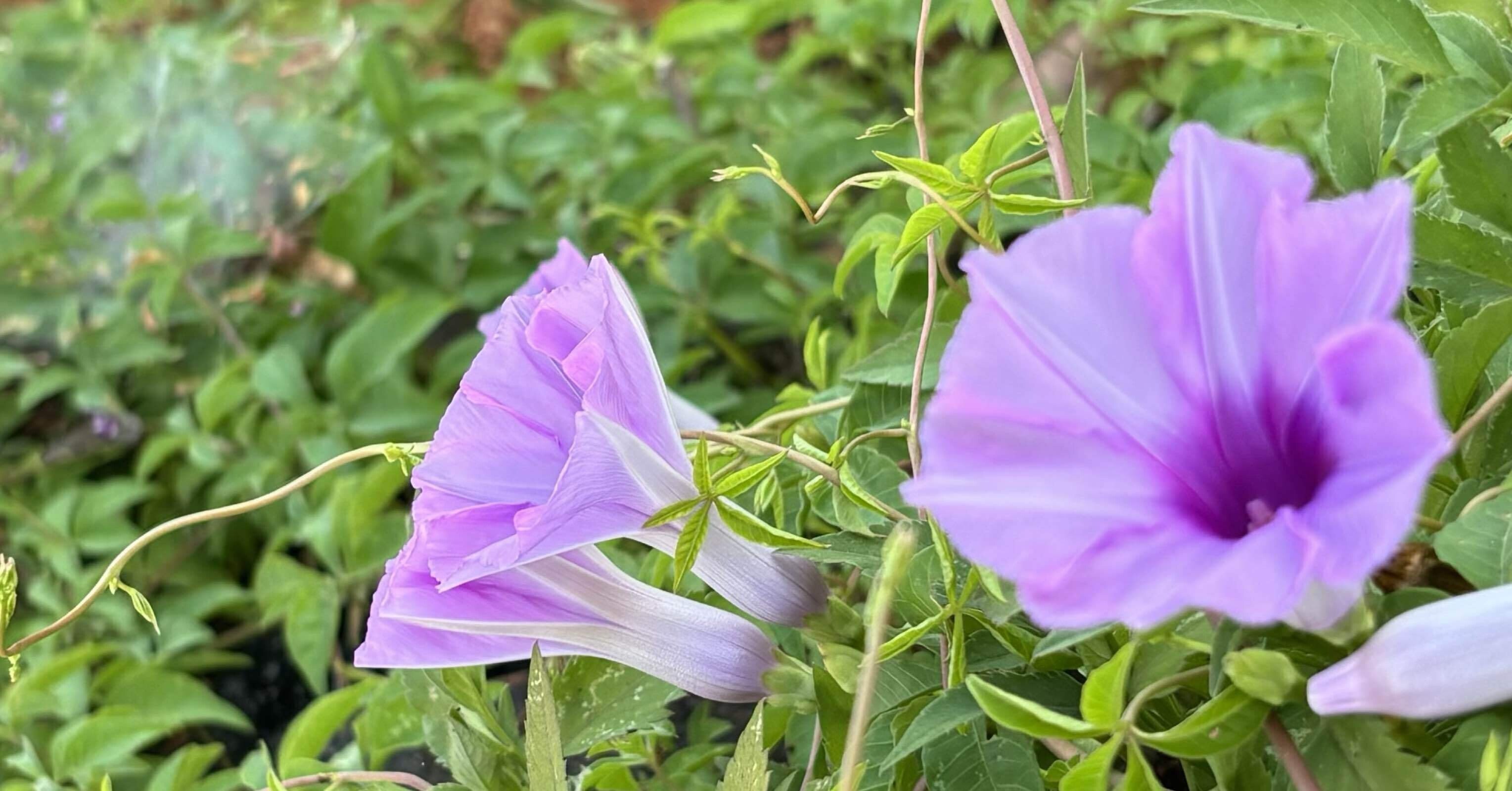 タイワンアサガオ］という名の花｜さち