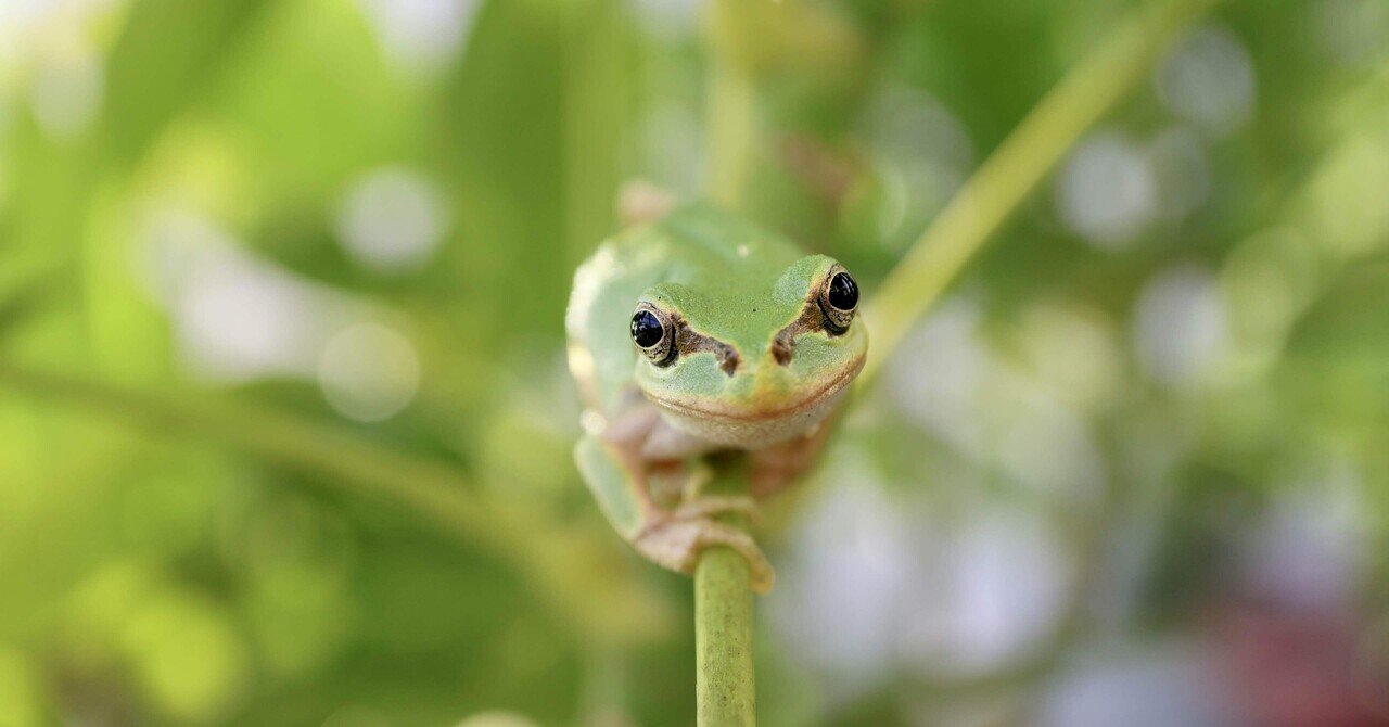 日本のカエル THE FROGS IN JAPAN – ネイチャーテクニカラー公式