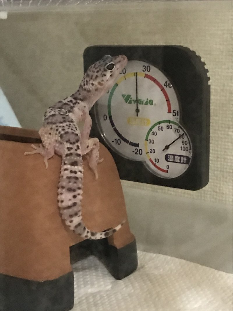 てんてん スズキハルカ Note