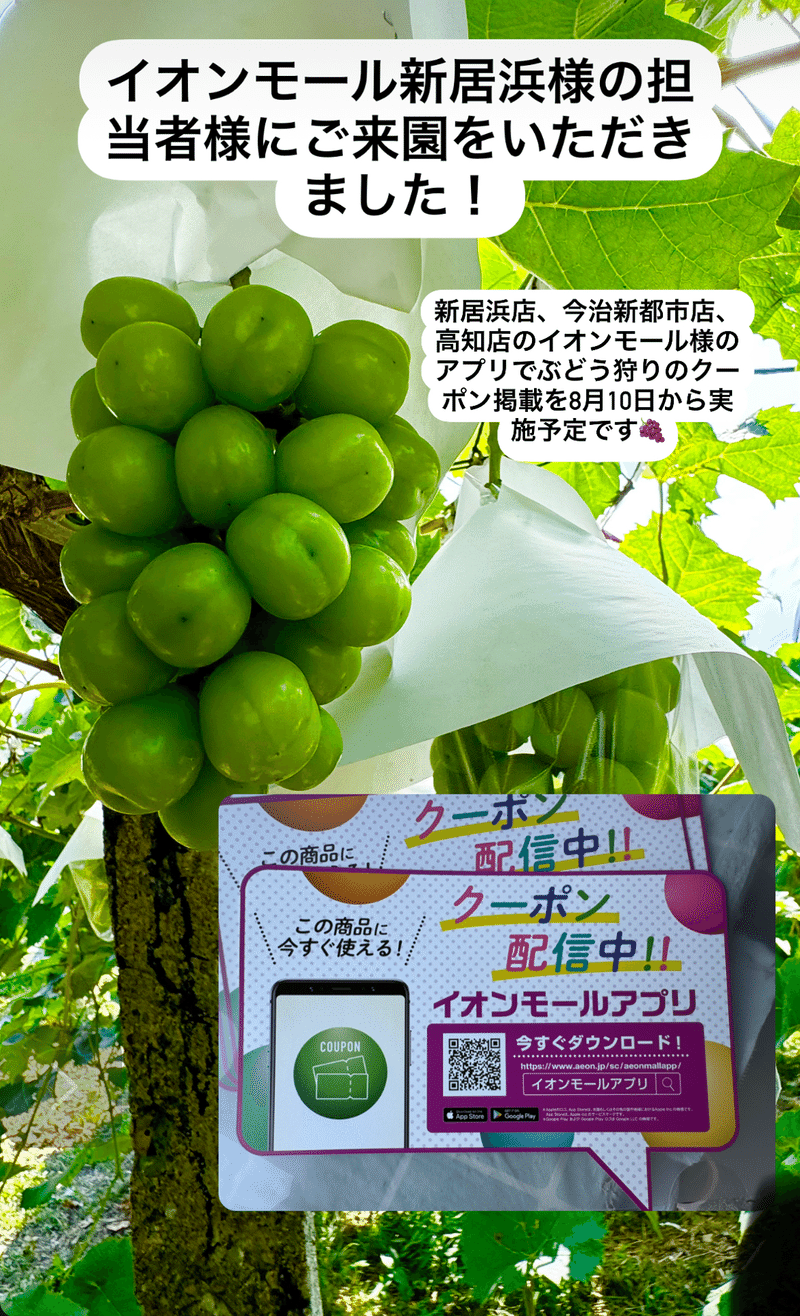 マスカットノート シャインマスカット農家のブログの記事一覧｜note（ノート）