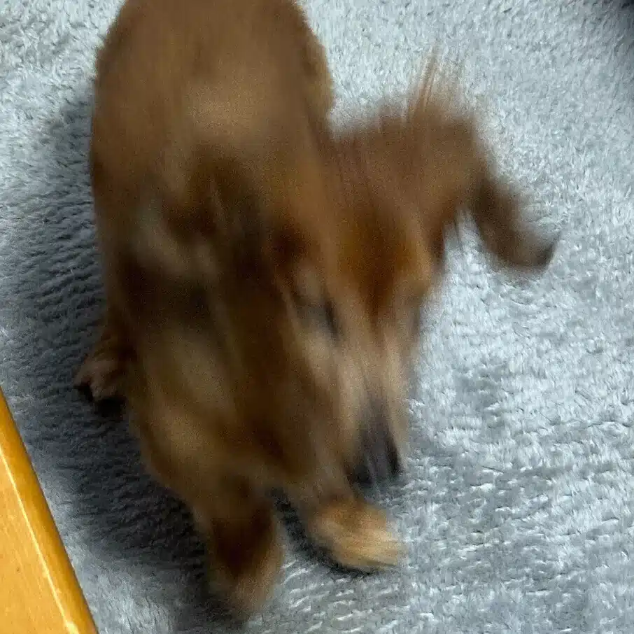犬を被る。