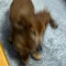犬を被る。