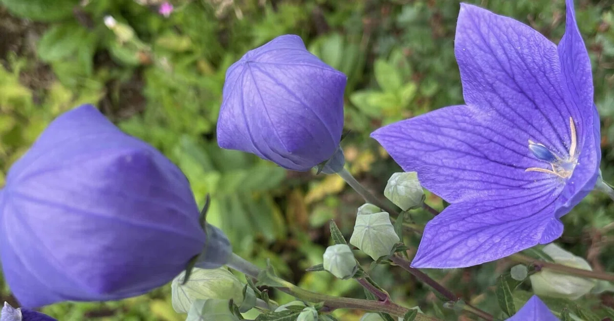 紫陽花 椿 桔梗 緩く