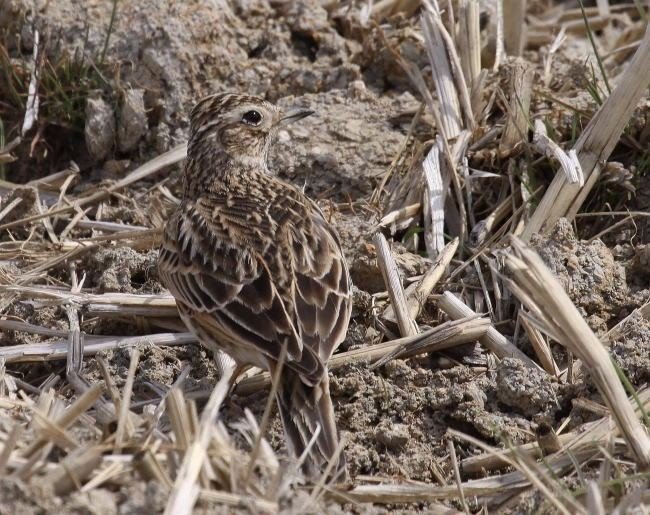第569回 野鳥の隠れみの術 翆野 大地 Note 第569回 野鳥の隠れみの術 翆野 大地 Note
