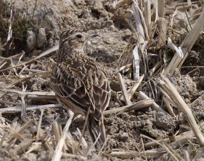 第569回 野鳥の隠れみの術 翆野 大地 Note 第569回 野鳥の隠れみの術 翆野 大地 Note