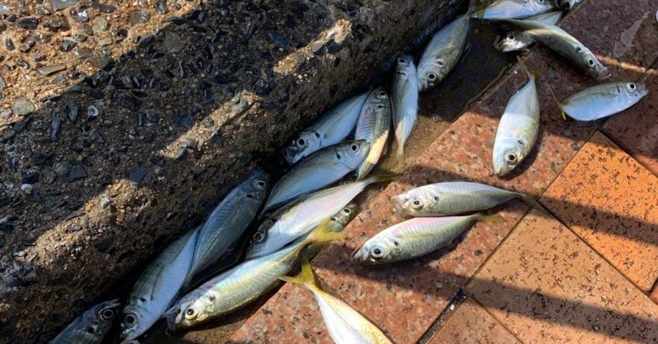 餌なしサビキでもアジがバンバン釣れる そのズルい方法をご紹介 季節限定 小佐々康生 Note