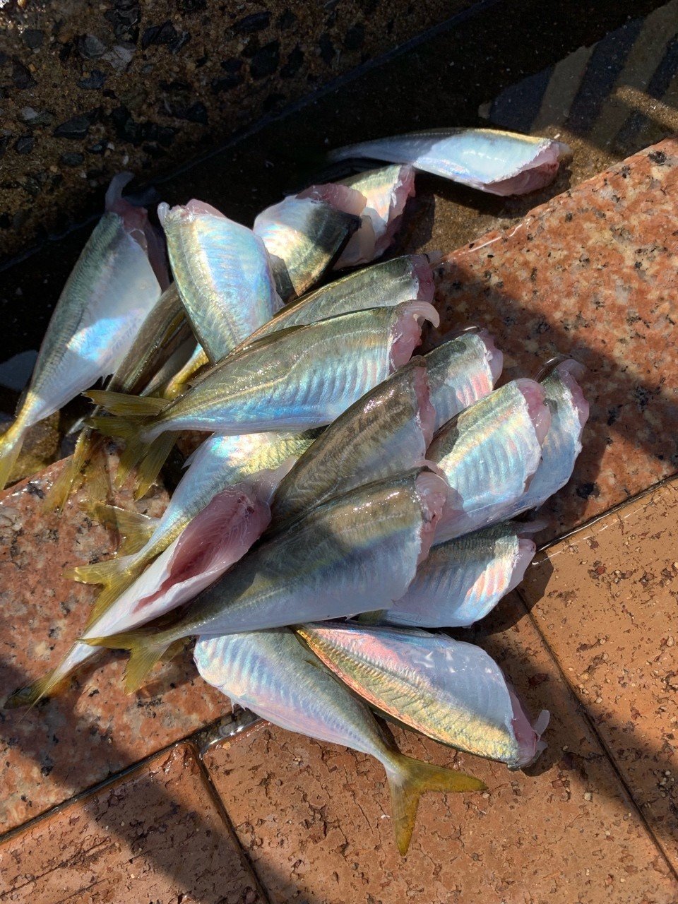 餌なしサビキでもアジがバンバン釣れる そのズルい方法をご紹介 季節限定 小佐々康生 Note 餌なしサビキでもアジがバンバン釣れる そのズルい方法をご紹介 季節限定 小佐々康生 Note