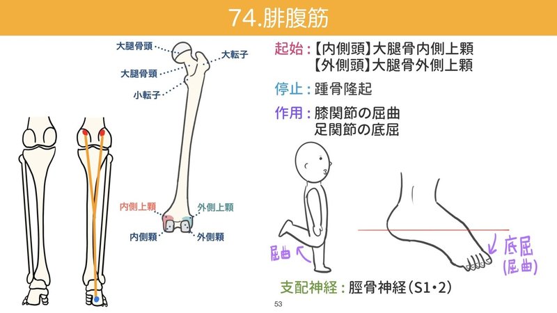 セミナー動画 イラストで学ぶ筋肉の起始停止 下半身 頭頸部編 解剖生理ゴロー Note セミナー動画 イラストで学ぶ筋肉の起始停止 下半身 頭頸部編 解剖生理ゴロー Note