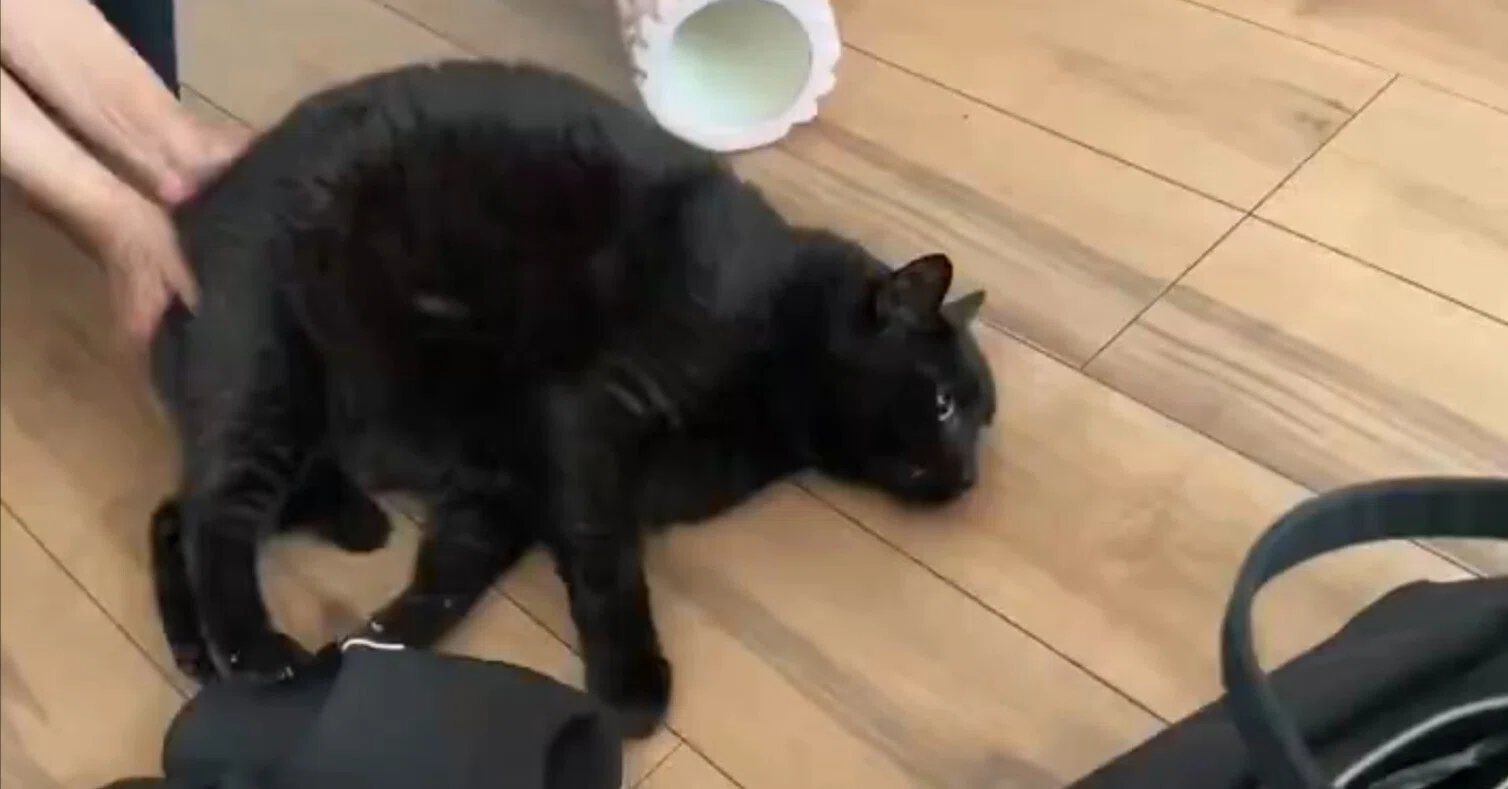 体が勝手に進んでいくニャ」無抵抗のまま押されていく黒猫ちゃんの姿に
