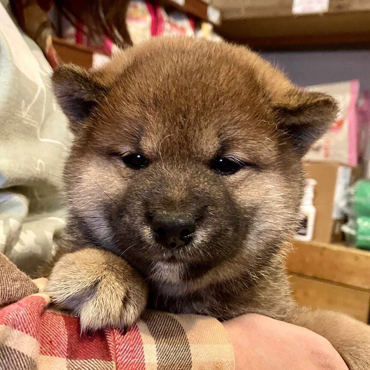 いくらたかし@ちょっと代表