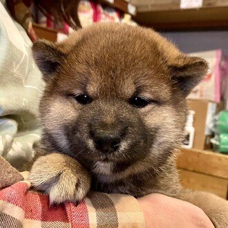 いくらたかし@ちょっと代表