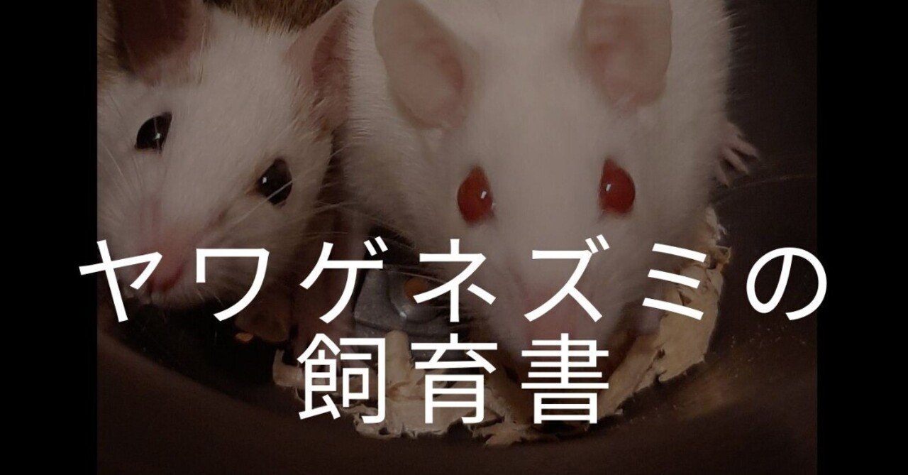 ヤワゲネズミの飼育書｜ODA