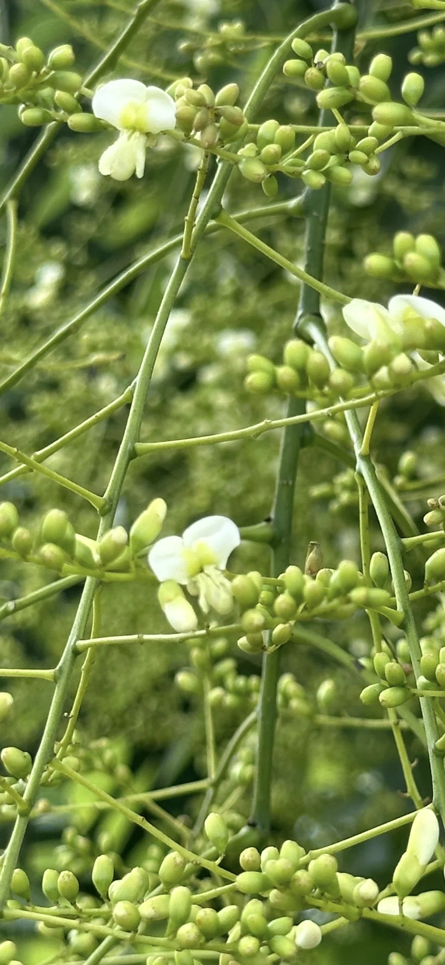 枝垂槐｜EGGSEED