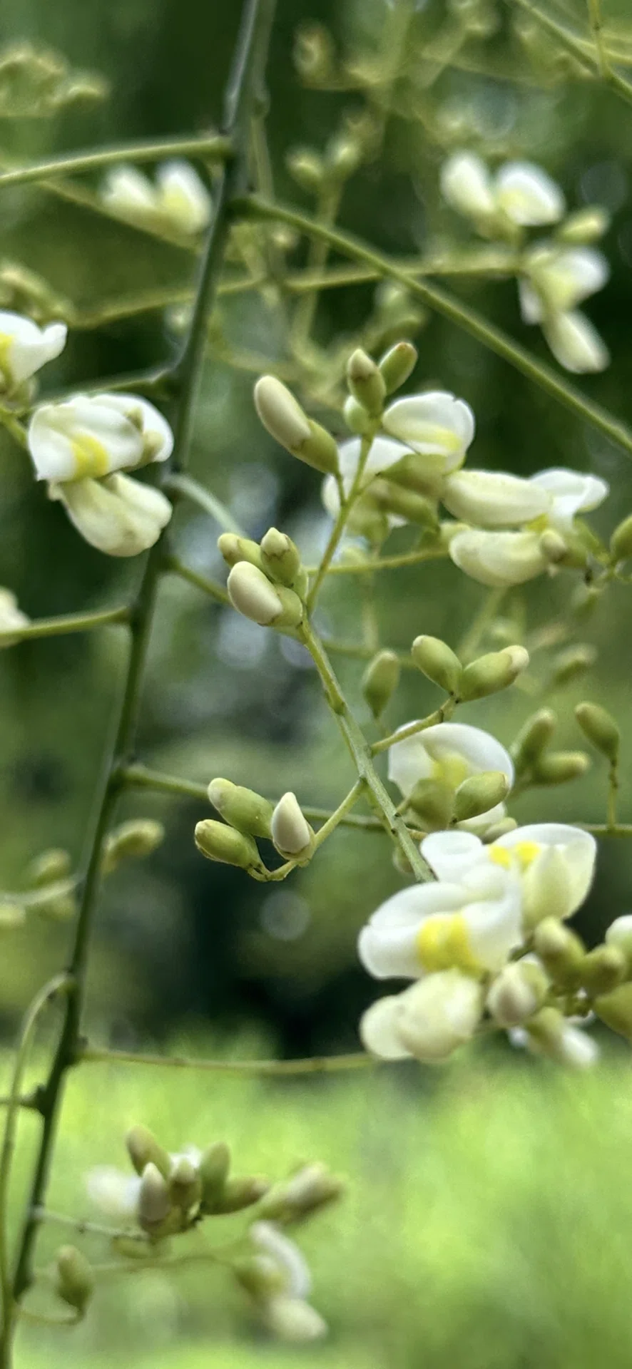 枝垂槐｜EGGSEED