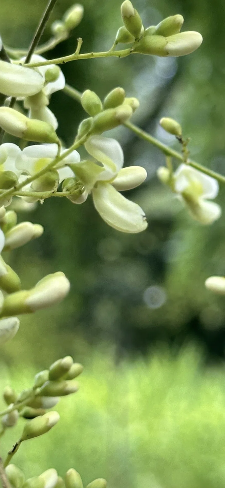 枝垂槐｜EGGSEED