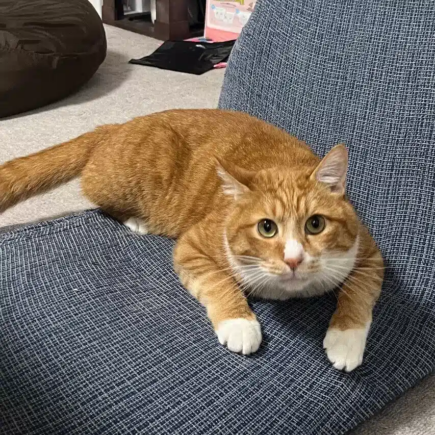 福生ふさ