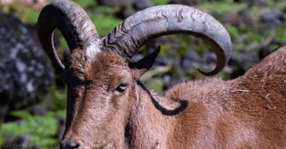 ツノがある羊の話｜Kazusa Harada