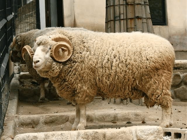 ツノがある羊の話｜Kazusa Harada