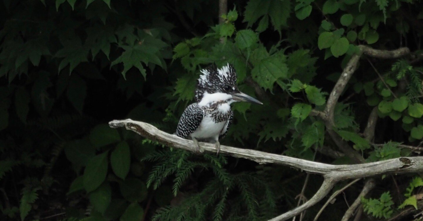カワセミ三兄弟｜奥入瀬日和@星野リゾート