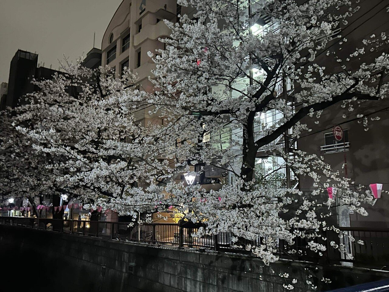 TOKYO真夜中散歩 第六夜】目黒川沿いの夜桜を愛でる｜めるえむ＠真夜中