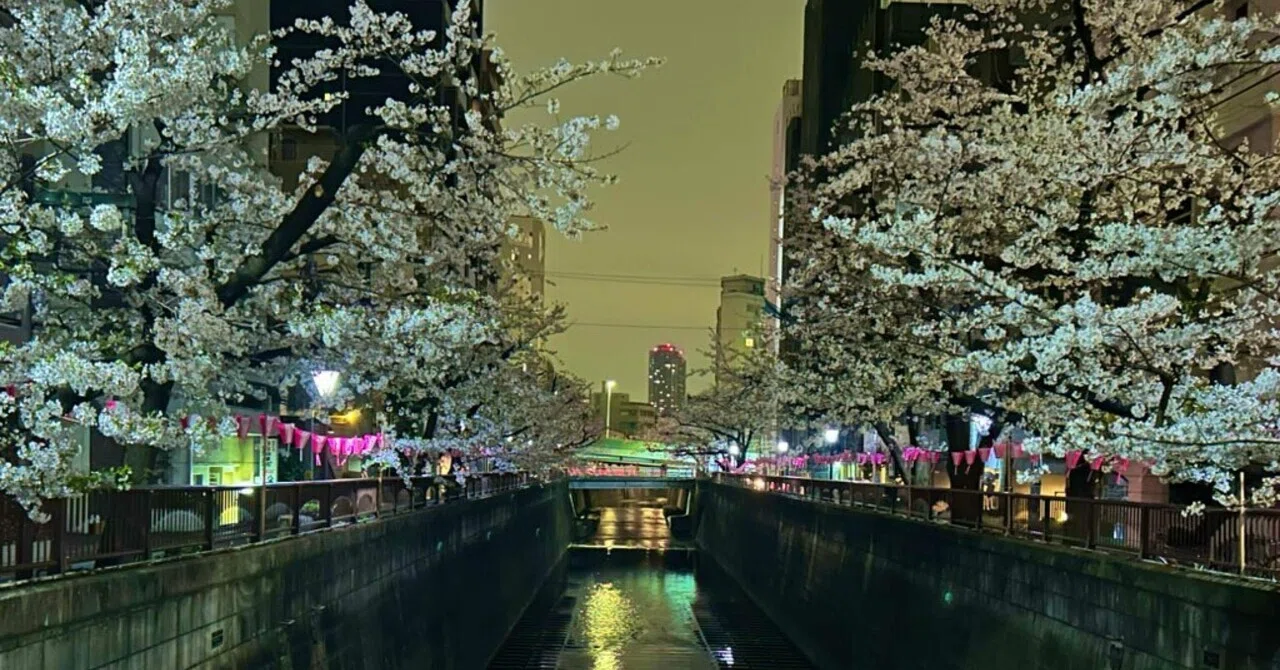 TOKYO真夜中散歩 第六夜】目黒川沿いの夜桜を愛でる｜めるえむ＠真夜中
