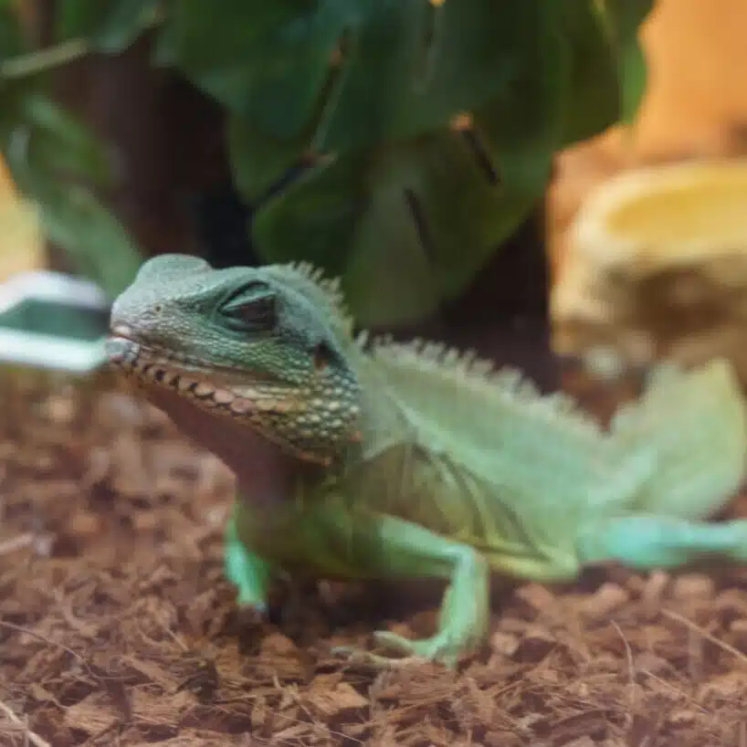 アヤネ