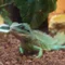 アヤネ