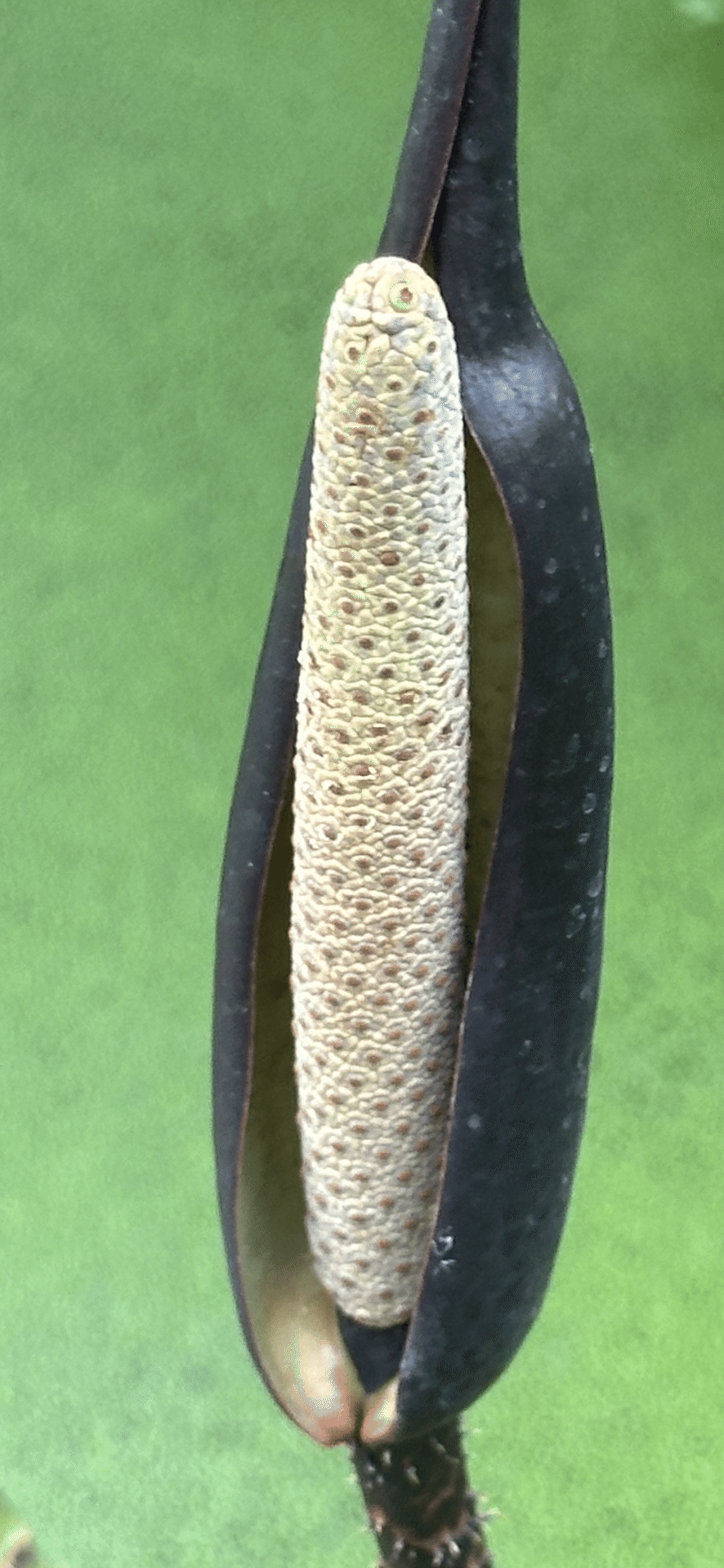 キルトスペルマ・ジョンストニー ☆ Cyrtosperma Johnstonii