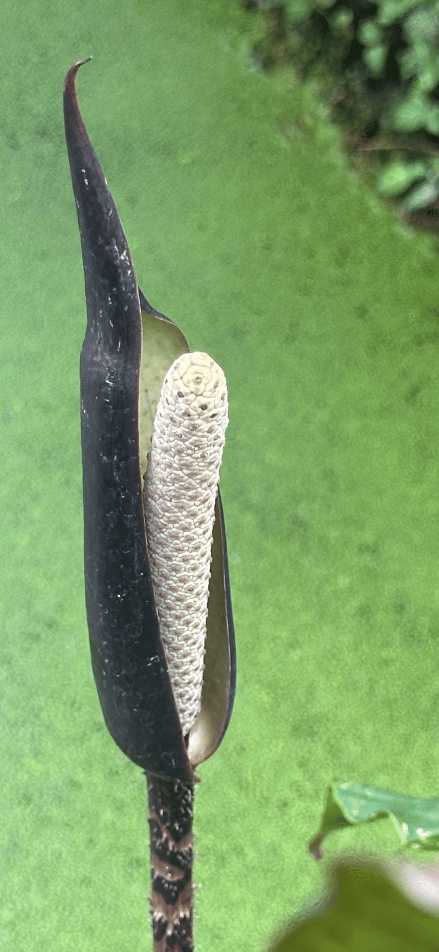 CYRTOSPERMA JOHNSTONII｜EGGSEED