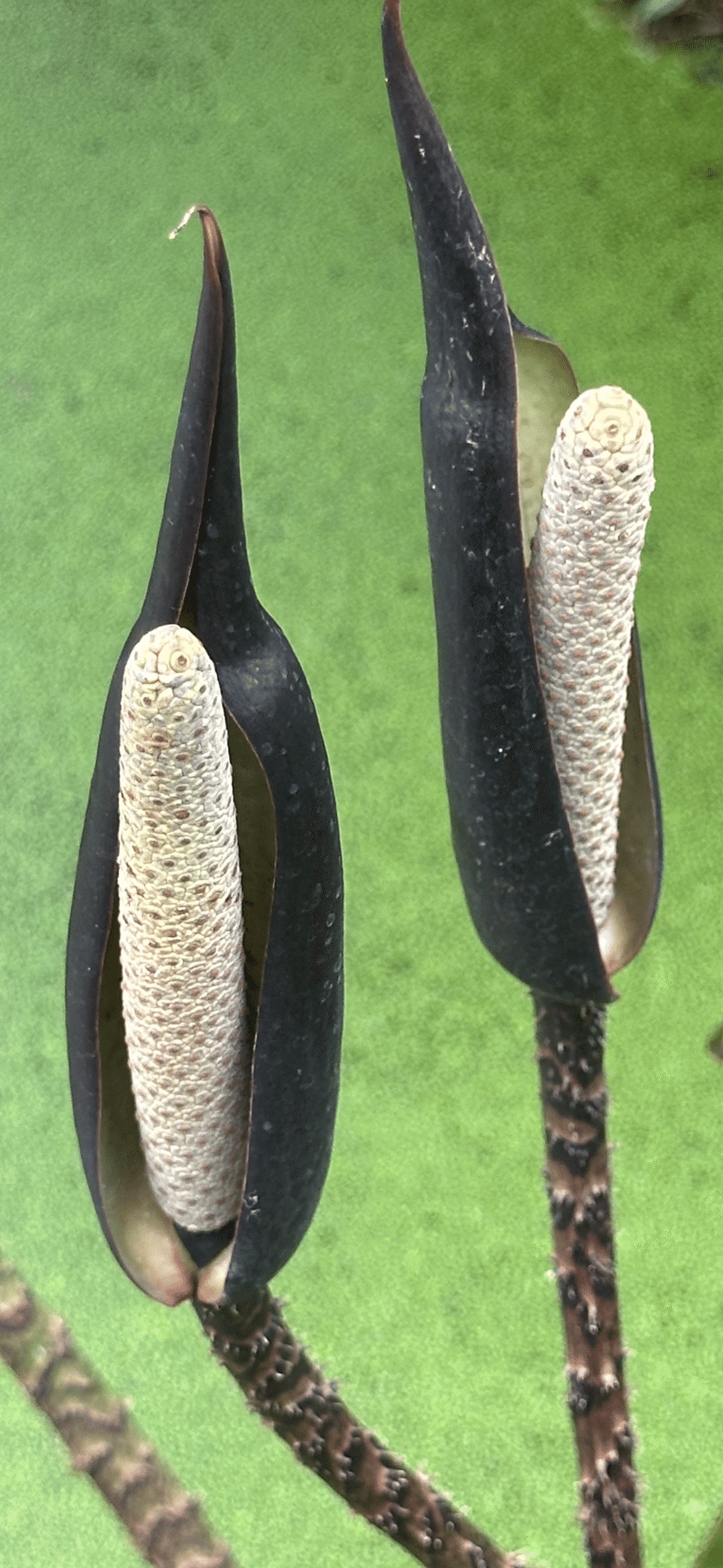 CYRTOSPERMA JOHNSTONII｜EGGSEED