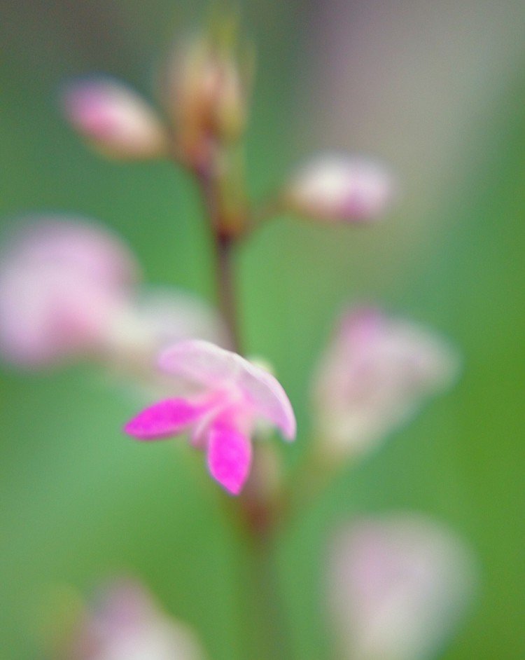 花揺れてﾟ･*:.｡❁🌼*･