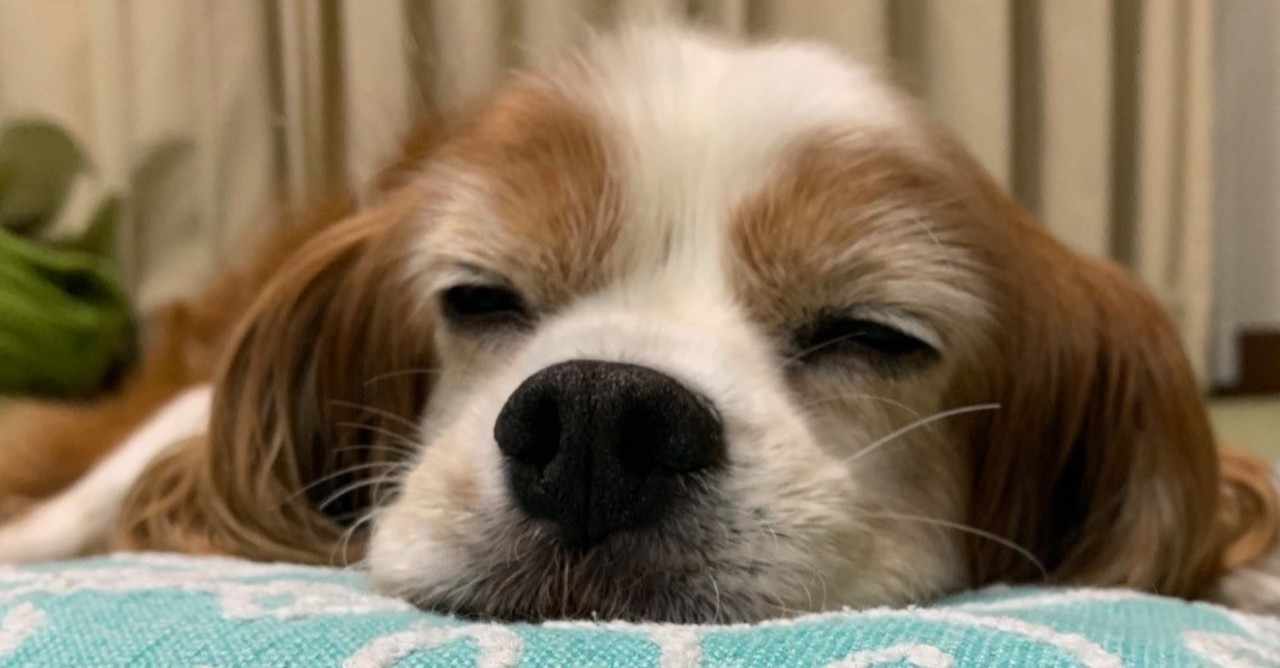犬の話 の定番タグ記事一覧 Note つくる つながる とどける