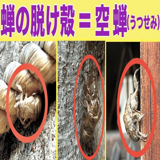 🥷今更…何 思う💭「 空蝉(うつせみ) 」＝「 蝉の脱け殻 」見っけｪ
