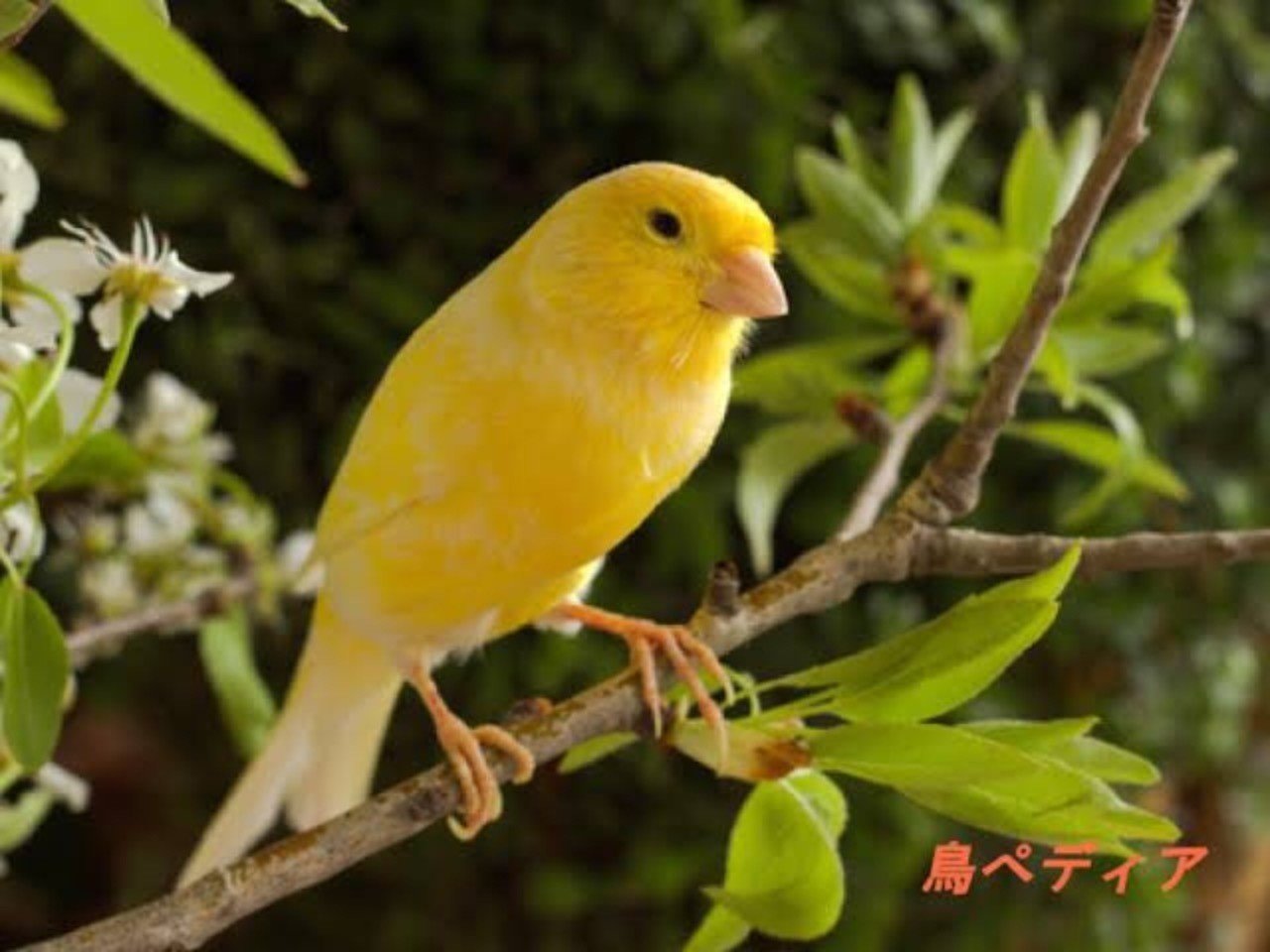 第570回 カナリアの原種って 翆野 大地 Note 第570回 カナリアの原種って 翆野 大地 Note