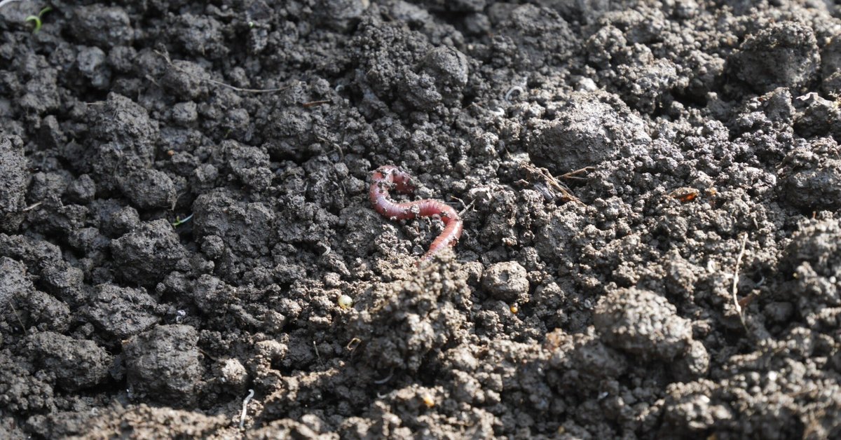 第4回① ミミズと微生物、ウジ虫の力で生ごみを分解 東京農工大