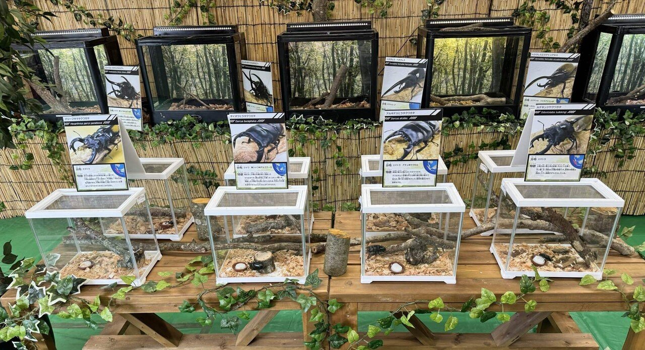 夏だ！セミだ！カブトムシだ‼️｜那須どうぶつ王国公式note