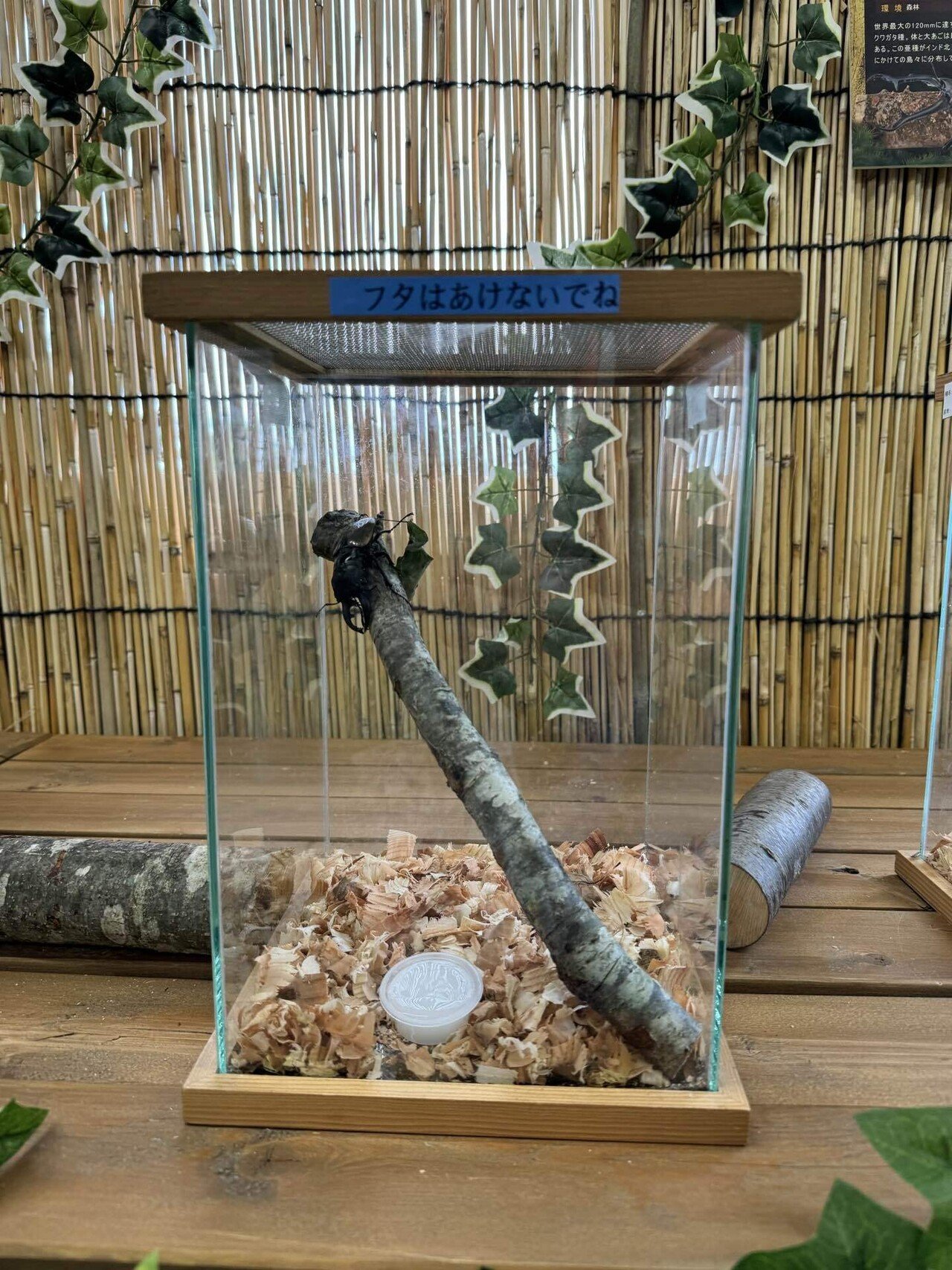 夏だ！セミだ！カブトムシだ‼️｜那須どうぶつ王国公式note