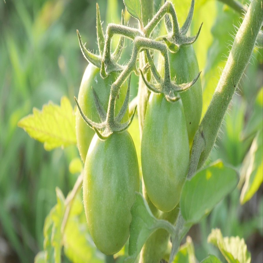 固定種とは？ブラジルミニトマト｜青自然農園